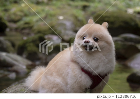 渓谷の綺麗な川で遊ぶ愛犬のポメラニアン 渓谷の綺麗な川で遊ぶ愛犬のポメラニアン 112886716