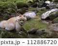 渓谷の綺麗な川で遊ぶ愛犬のポメラニアン 渓谷の綺麗な川で遊ぶ愛犬のポメラニアン 112886720