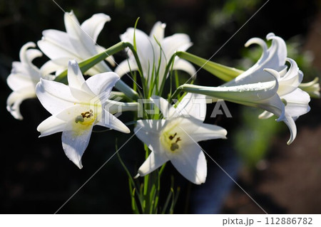 白いユリの花 白いユリの花 112886782