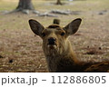 振り返る鹿 112886805