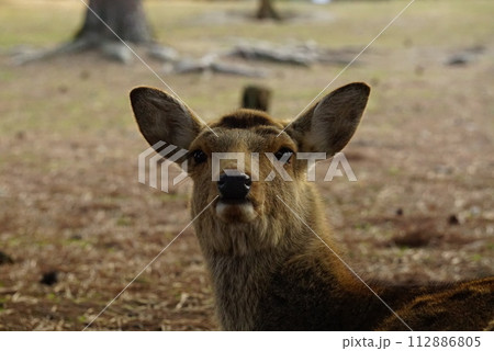 振り返る鹿 112886805