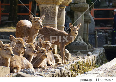 餌をねだる鹿 112886807