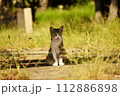 神社に住み着く猫 112886898