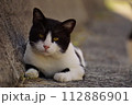 見つめる猫 112886901