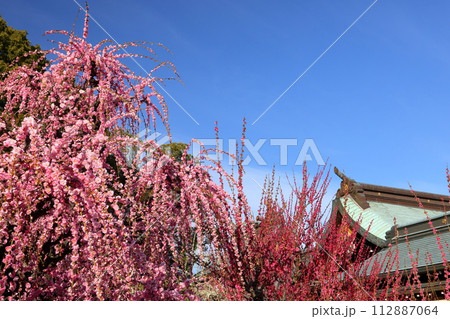三重県津市藤方 梅の名所結城神社の満開のしだれ梅など 三重県津市藤方 梅の名所結城神社の満開のしだれ梅など 112887064
