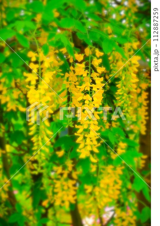 鮮やかな満開の黄花藤 112887259