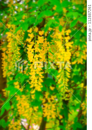 鮮やかな満開の黄花藤 112887261