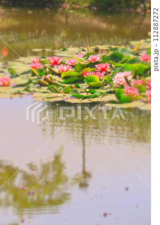 赤と白の美しい水蓮の群生 112887272