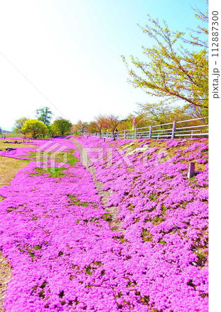 芝桜　シバザクラ　しばざくら　立谷川　桜　山形市 112887300