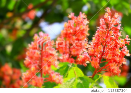 鮮やかなオレンジ色のベニバナトチノキの花 鮮やかなオレンジ色のベニバナトチノキの花 112887304