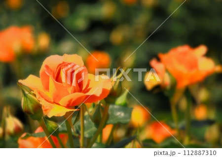 日差しを受けるオレンジ色の薔薇の花 日差しを受けるオレンジ色の薔薇の花 112887310