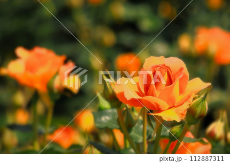 日差しを受けるオレンジ色の薔薇の花 112887311