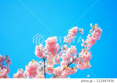 満開の桜　桜　さくら　桜　桜の花　ソメイヨシノ 112887436