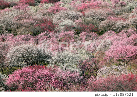 三重県いなべ市藤原町鼎　いなべ市農業公園梅林公園　梅園一面に咲く満開の梅花 112887521