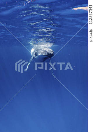 ザトウクジラ 112887541