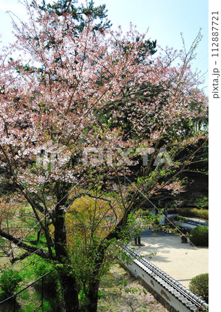 松平郷　高月院の春景色 112887721