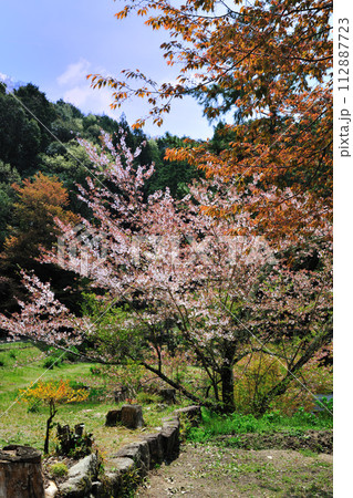 松平郷　高月院の春景色 112887723