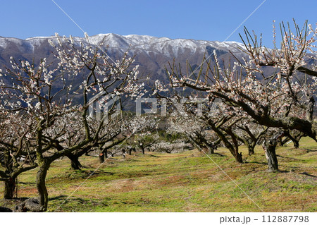 三重県いなべ市藤原町鼎 いなべ市農業公園梅林公園 梅園の白梅と薄く雪化粧した鈴鹿山脈の景色 三重県いなべ市藤原町鼎 いなべ市農業公園梅林公園 梅園の白梅と薄く雪化粧した鈴鹿山脈の景色 112887798