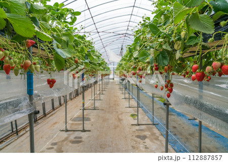 いちご狩り 紅ほっぺ いちご狩り 紅ほっぺ 112887857