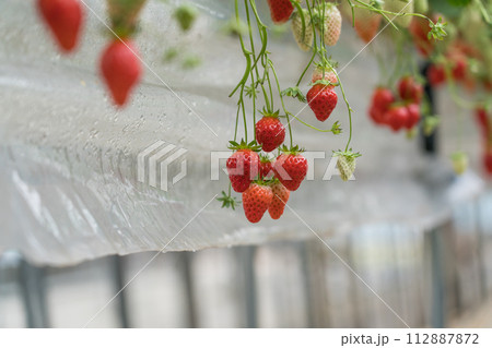 いちご狩り 紅ほっぺ いちご狩り 紅ほっぺ 112887872