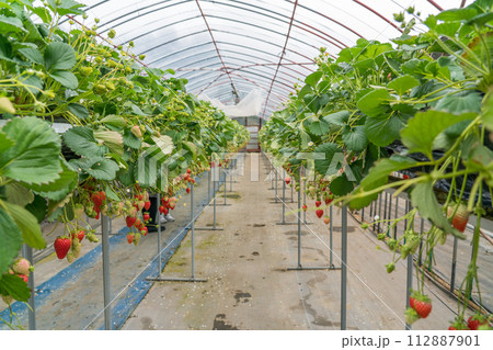 いちご狩り　紅ほっぺ 112887901