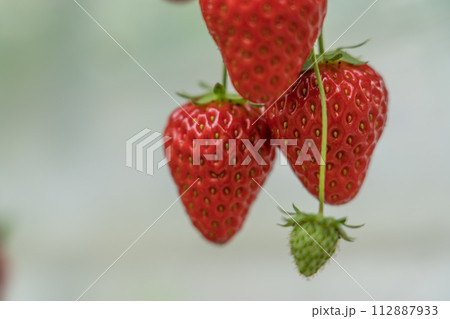 いちご狩り 紅ほっぺ いちご狩り 紅ほっぺ 112887933