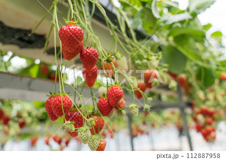 いちご狩り 紅ほっぺ いちご狩り 紅ほっぺ 112887958