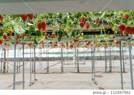 イチゴ狩り　紅ほっぺ 112887982