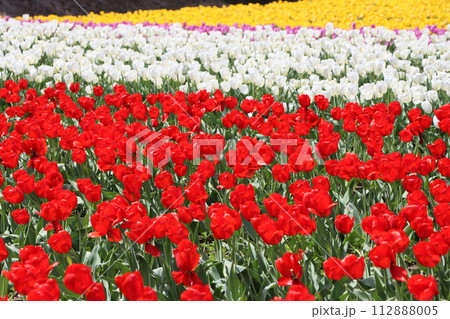 チューリップ祭りでにぎわう観光地ー七 チューリップ祭りでにぎわう観光地ー七 112888005
