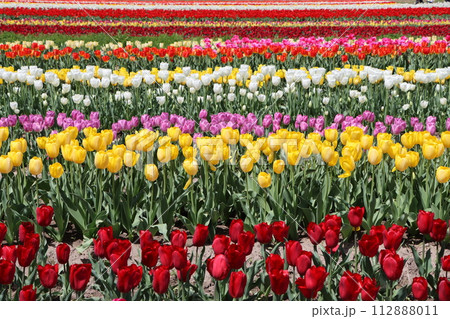 チューリップ祭りでにぎわう観光地ー壱 112888011