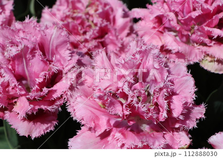色鮮やかな花が目を引くチューリップー五 色鮮やかな花が目を引くチューリップー五 112888030