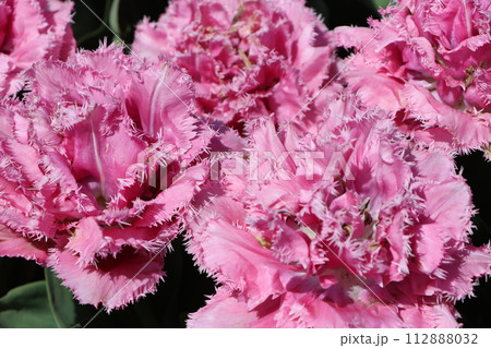 色鮮やかな花が目を引くチューリップー四 色鮮やかな花が目を引くチューリップー四 112888032