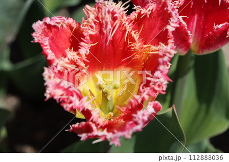 色鮮やかな花が目を引くチューリップー弐 112888036