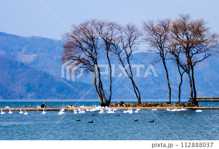 山を背景に数羽のコハクチョウが浮島の近くを泳いでいる湖の風景 112888037