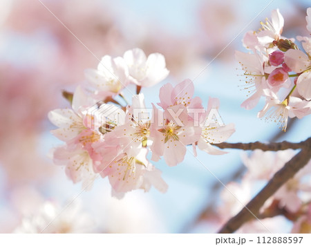 春の日差しに映える桜 112888597