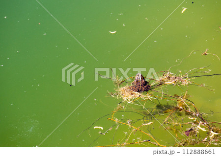 Frog in water 112888661