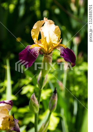 Beautiful iris flower on flowerbed in garden Beautiful iris flower on flowerbed in garden 112888701