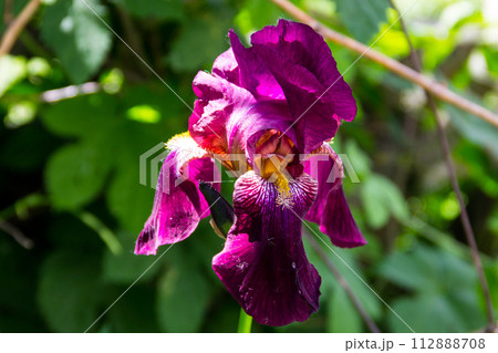 Beautiful iris flower on flowerbed in garden 112888708
