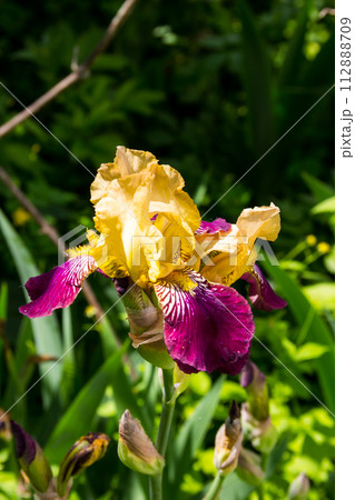 Beautiful iris flower on flowerbed in garden 112888709