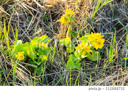 Marsh Marigold (Caltha palustris) on meadow Marsh Marigold (Caltha palustris) on meadow 112888732