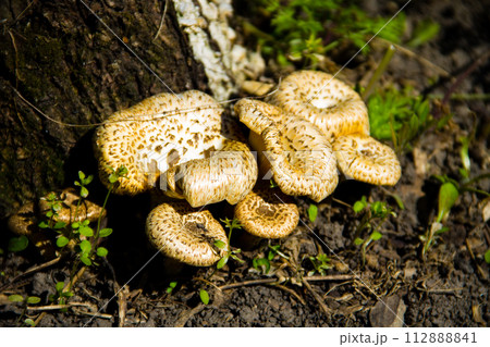 Mushrooms in forest Mushrooms in forest 112888841
