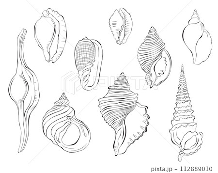 Seashell outline doodle vector hand drawn illustration. Isolated on white background. 112889010