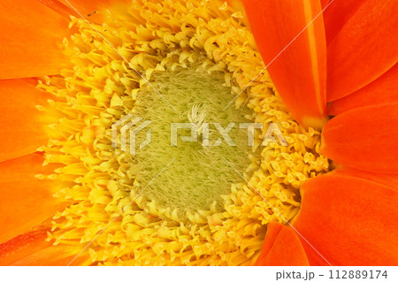 【ガーベラ】 (深度合成) 【ガーベラ】 (深度合成) 112889174