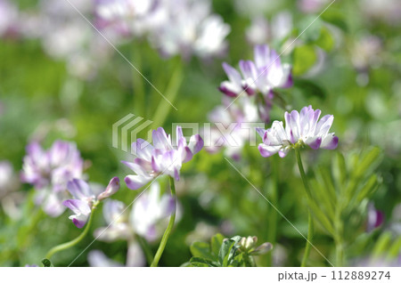 いつか見た蓮華草 いつか見た蓮華草 112889274