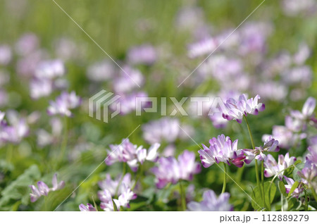いつか見た蓮華草 いつか見た蓮華草 112889279