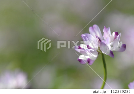 いつか見た蓮華草 いつか見た蓮華草 112889283