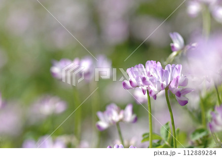 いつか見た蓮華草 いつか見た蓮華草 112889284