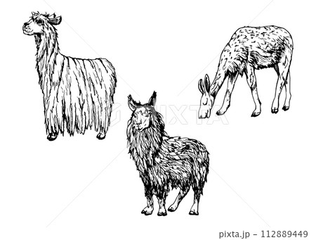 Hand drawn ink vector illustration, farm cattle wool animal, llama alpaca vicuna guanaco, South Central America. Set of objects isolated on white background. Design travel, vacation, brochure, print Hand drawn ink vector illustration, farm cattle wool animal, llama alpaca vicuna guanaco, South Central America. Set of objects isolated on white background. Design travel, vacation, brochure, print 112889449