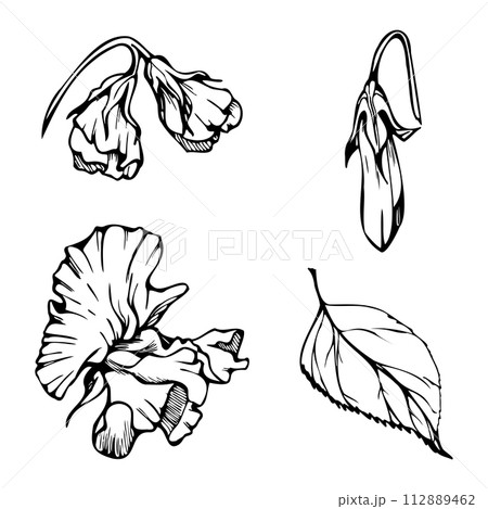 Hand drawn vector graphic ink illustration botanical flowers leaves. Sweet everlasting pea, vetch bindweed legume tendrils. Single element isolated white background. Design wedding, cards, floral shop Hand drawn vector graphic ink illustration botanical flowers leaves. Sweet everlasting pea, vetch bindweed legume tendrils. Single element isolated white background. Design wedding, cards, floral shop 112889462