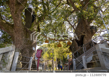 山王神社の被爆クスノキ【長崎県長崎市】 112889770